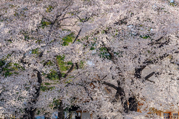 満開の桜　ソメイヨシノ