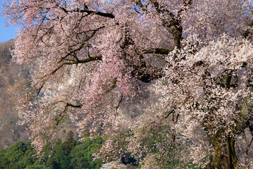 山梨県　わに塚の桜
