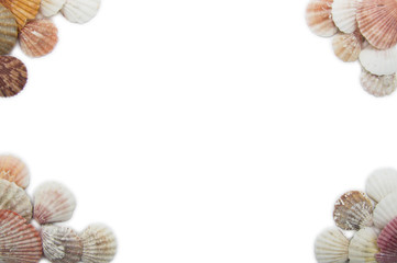 Obraz premium various seashells lie on a white background
