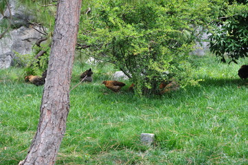 The Stone Forest Park. Shilin, China.