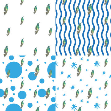 4 Patrones de colibries