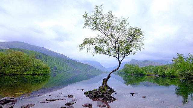 The Lonely Tree at sunrise in Llyn Padarn near Llanberis, Wales, UK