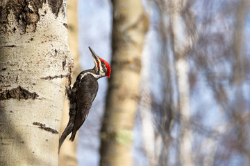 Pleated Woodpecker on tree