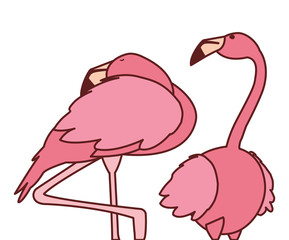 exotic pink flemish couple birds sleeping