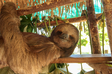 Smiling Sloth  © LifeGemz