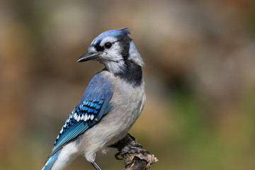 Blue Jay