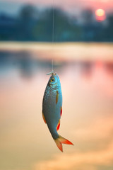 rudd fish (Scardinius erythrophthalmus)  on background lake on sunset. Float fishing early spring.