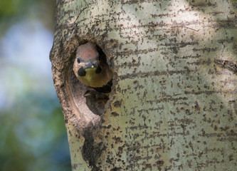Northern Flicker in nest