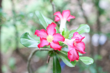 The pink azalea is blooming in the park.