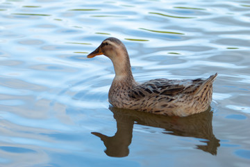 duck in water