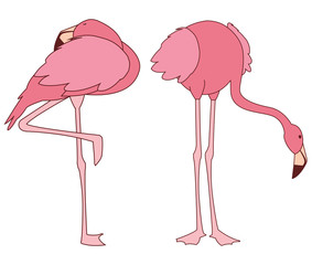 exotic pink flemish couple birds with different poses
