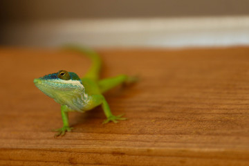 Portrait of a Green Blue Headed Lizard