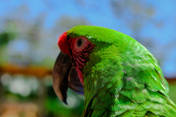 Portrait of a Green Macaw