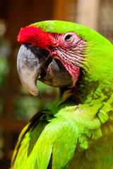 Portrait of a Green Macaw