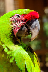 Portrait of a Green Macaw