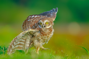 great horned owl
