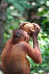 orangutan holding coconut