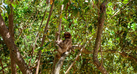 Wild Sloth in a Tree 