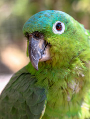 Green Parrot 