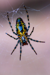 spider on web