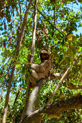 Wild Sloth in a Tree 