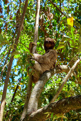 Wild Sloth in a Tree 