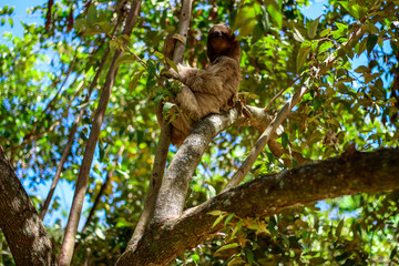 Wild Sloth in a Tree 