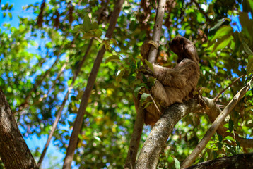 Wild Sloth in a Tree 