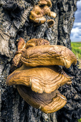 Large conk mushroom on tree.