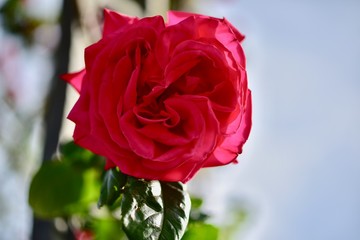 青空の中の風車とネモフィラ