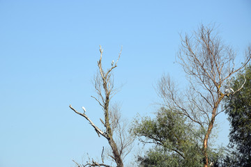 Little egret (Egretta garzetta) on a tree. Danube Delta, Romania.