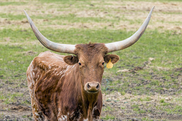 Longhorn steer looks at camera.