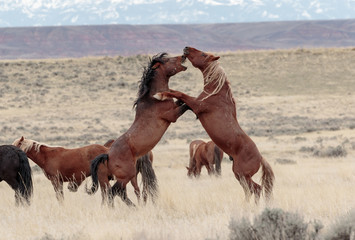 Wild Mustangs of McCullough Peaks