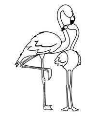 exotic flemish couple birds with heads up