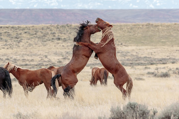 Wild Horses in battle
