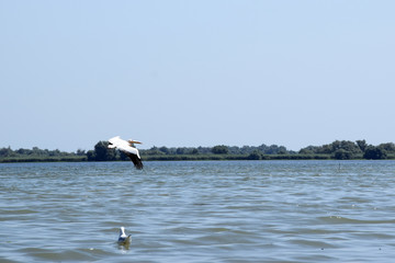 Great white pelican (Pelecanus onocrotalus) start flying from Fortuna Lake. Danube biosphere reserve - Danube Delta, Romania.
