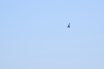 Common kingfisher on the sky. Danube Biosphere Reserve - Danube Delta, Romania.