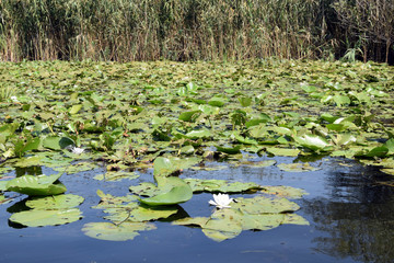 Obraz na płótnie Canvas White water lily (Nymphaea alba). Danube biosphere reserve - Danube delta, Romania.