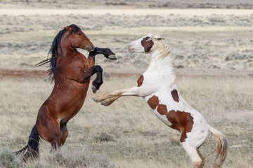 Wild Stallions in battle