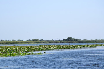 Fortuna Lake (Lacul Furtuna). Danube biosphere reserve - Danube delta, Romania.