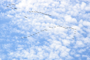 A flock of Great white pelican flying in V-formation against the sky. Danube biosphere reserve - Danube delta, Romania.