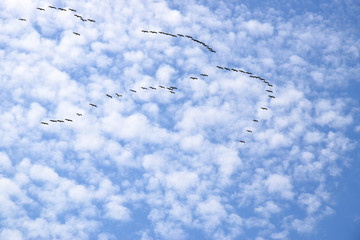 A flock of Great white pelican flying in V-formation against the sky. Danube biosphere reserve - Danube delta, Romania.