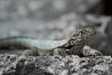 Curly Tail Lizard 