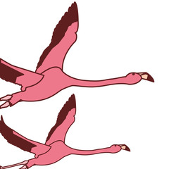 exotic pink flemish couple birds flying