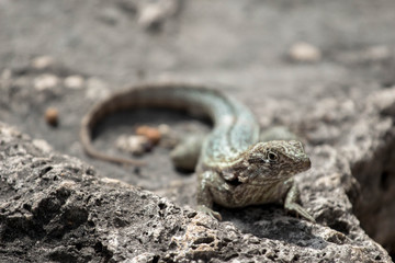 Face of a Curly Tail Lizard 