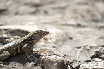 Curly Tail Lizard 