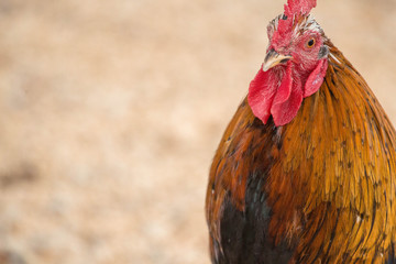 portrait of a rooster