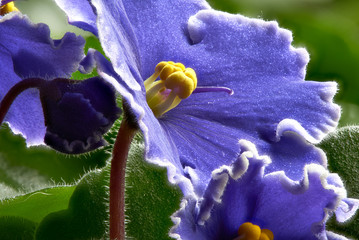 African violets