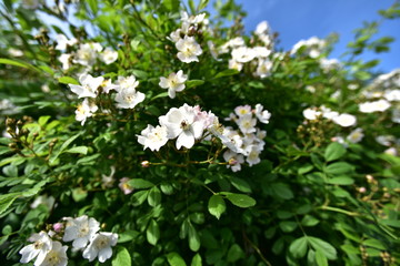 Obraz na płótnie Canvas white flowers of a tree in spring