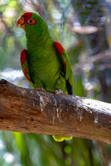 parrot on a branch